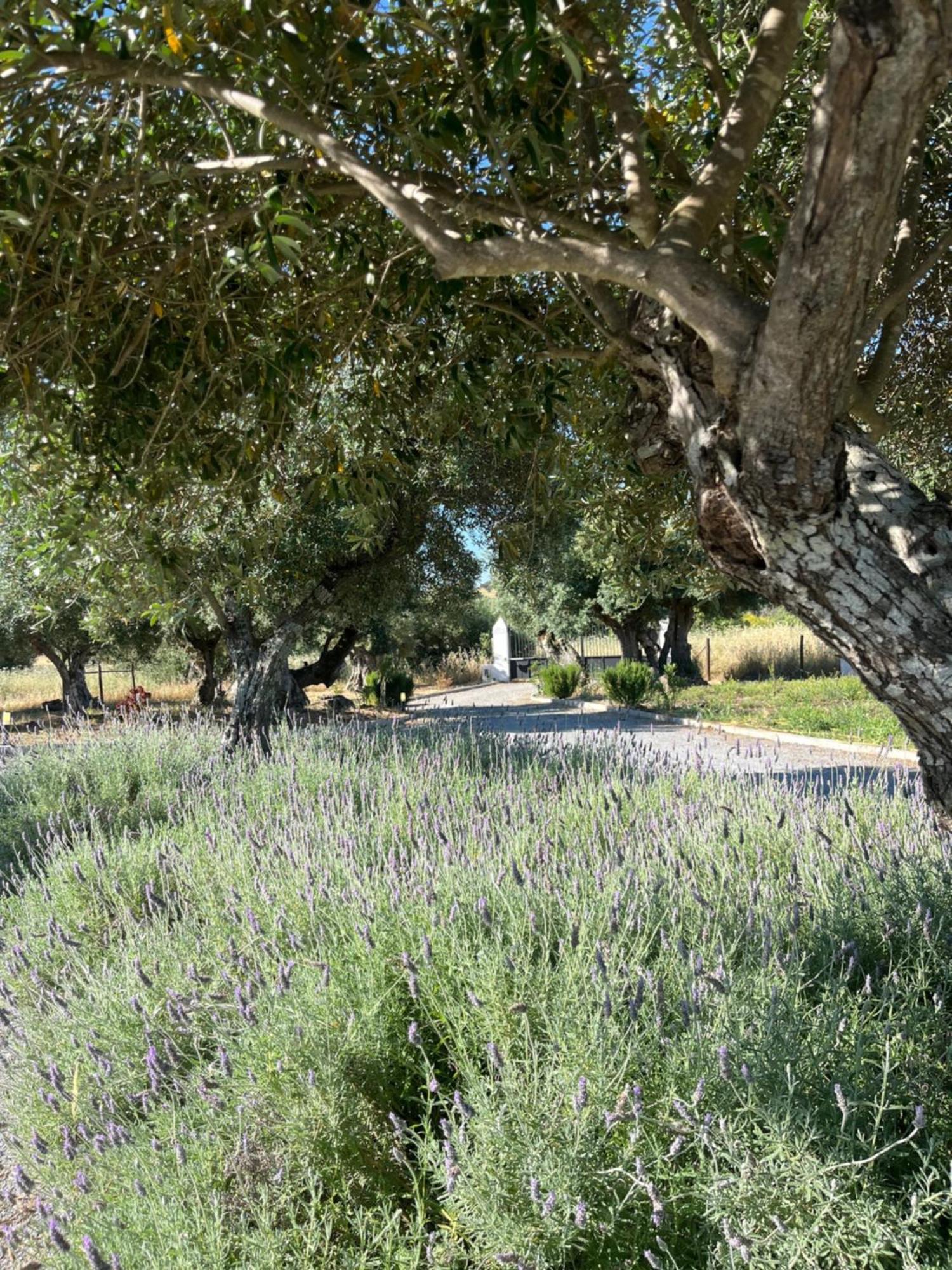 Monte De Santa Maria Villa Monsaraz Eksteriør bilde